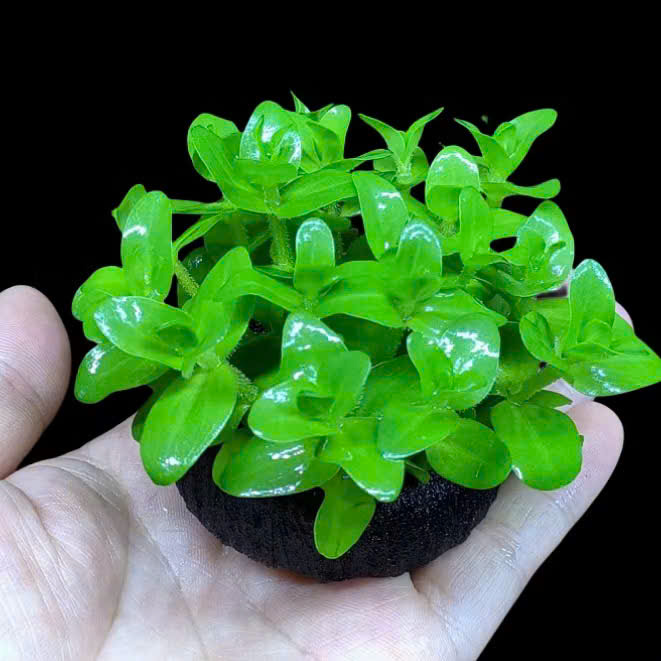 Cây lệ nhi giá thể 3 Cây lệ nhi giá thể - Ảnh 3