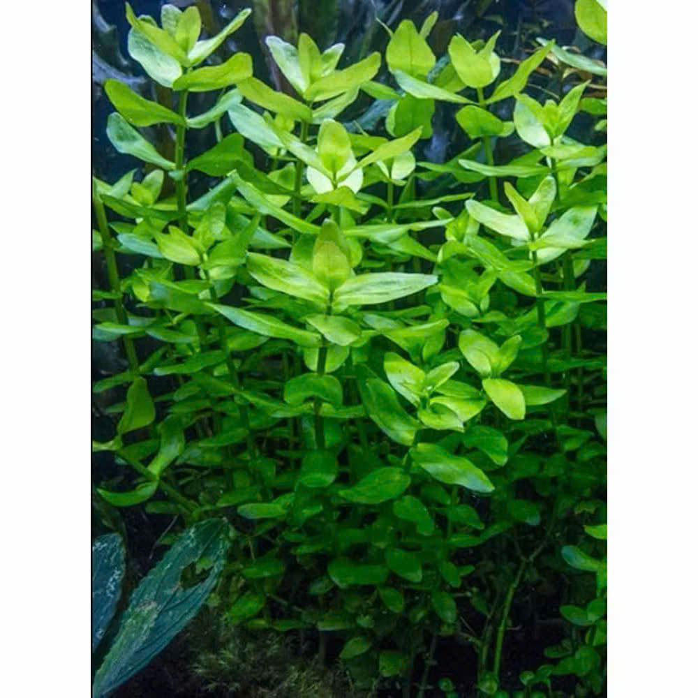 Cây lệ nhi 6 Cây lệ nhi - Ảnh 6