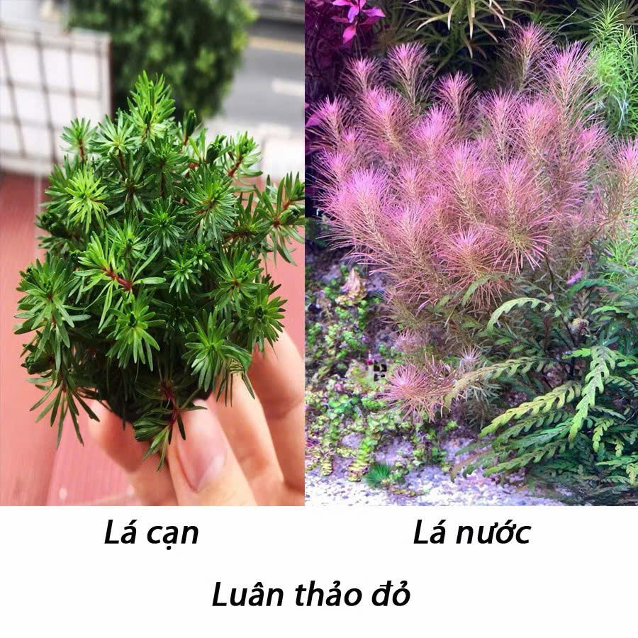 Cây luân thảo đỏ giá thể 2 Cây luân thảo đỏ giá thể - Ảnh 2