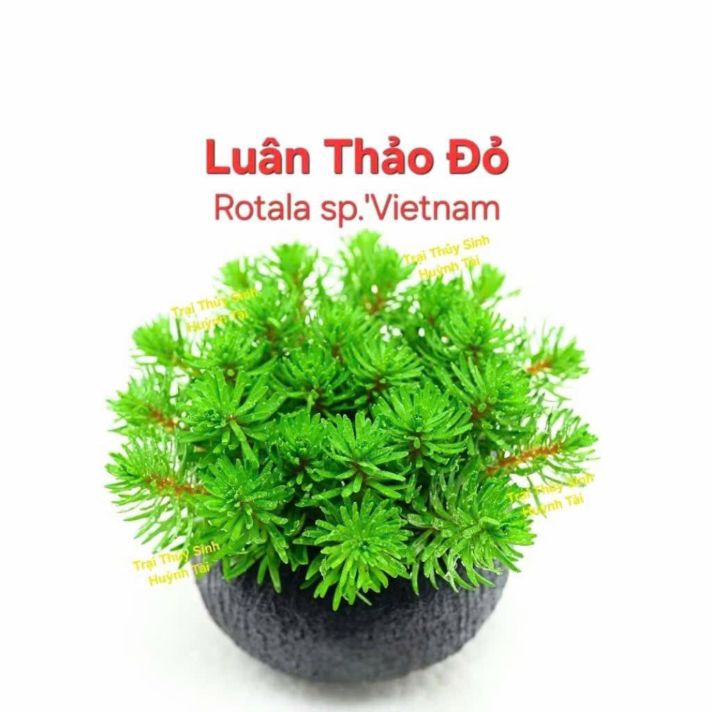 Cây luân thảo đỏ giá thể 1 Cây luân thảo đỏ giá thể