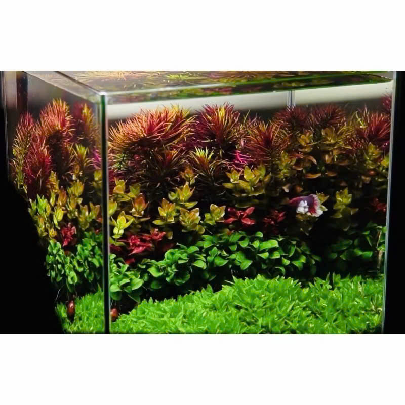 Cây ngổ tím 4 Cây ngổ tím - Ảnh 4