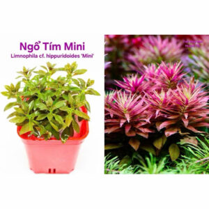 Cây ngổ tím 11 cay ngo tim