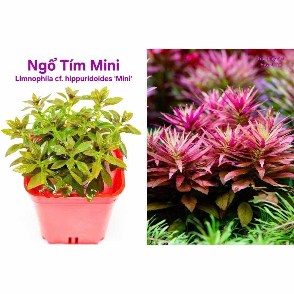 Cây ngổ tím 6 Cây ngổ tím - Ảnh 6