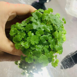 cay rau ma huong 2