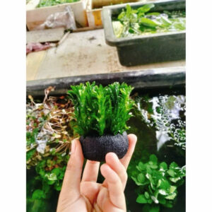 Cây rong đuôi chó giá thể 8 cay rong duoi cho gia the
