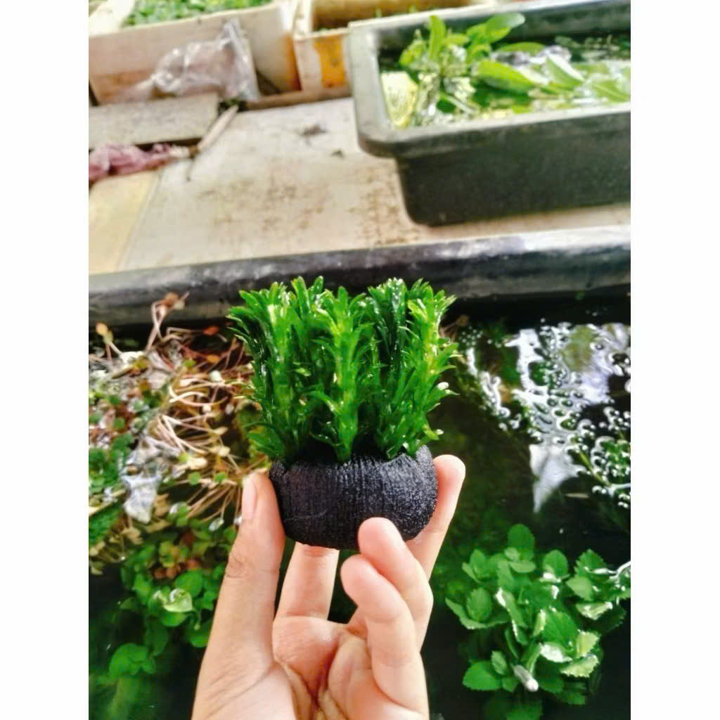 Cây rong đuôi chó giá thể 3 Cây rong đuôi chó giá thể - Ảnh 3