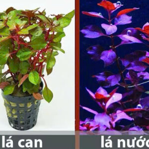 Cây tân đế 15 cay tan de