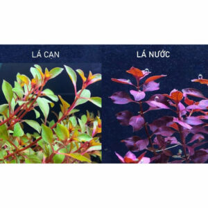 Cây tân đế 12 cay tan de 4