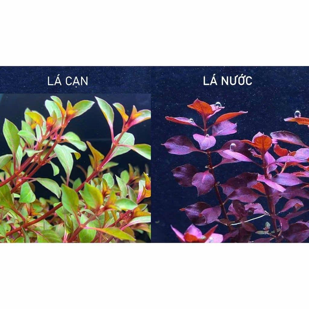 Cây tân đế 5 Cây tân đế - Ảnh 5