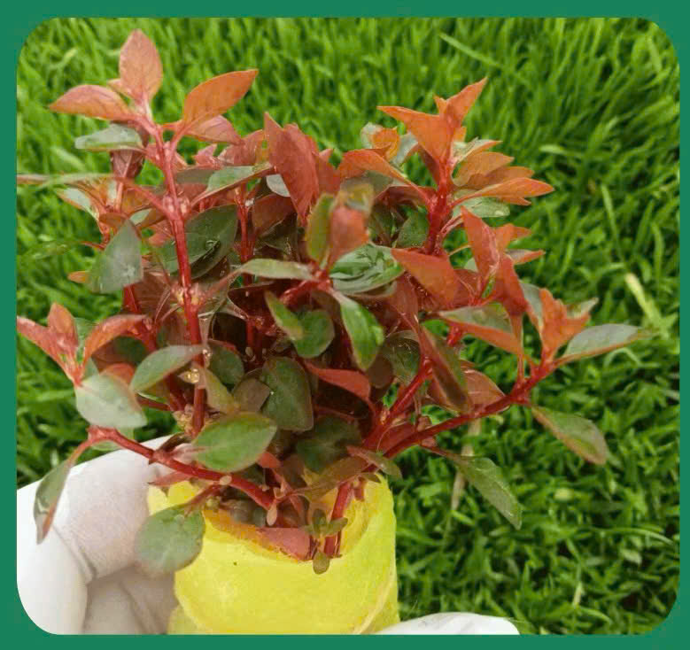 Cây tân đế 6 Cây tân đế - Ảnh 6