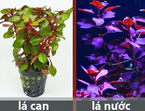 Cây tân đế 8 Cây tân đế - Ảnh 8