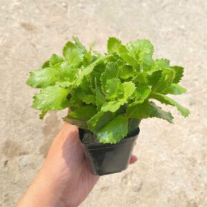 Cây thủy cúc 9 cay thuy cuc 1