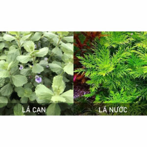 Cây thủy cúc 15 cay thuy cuc
