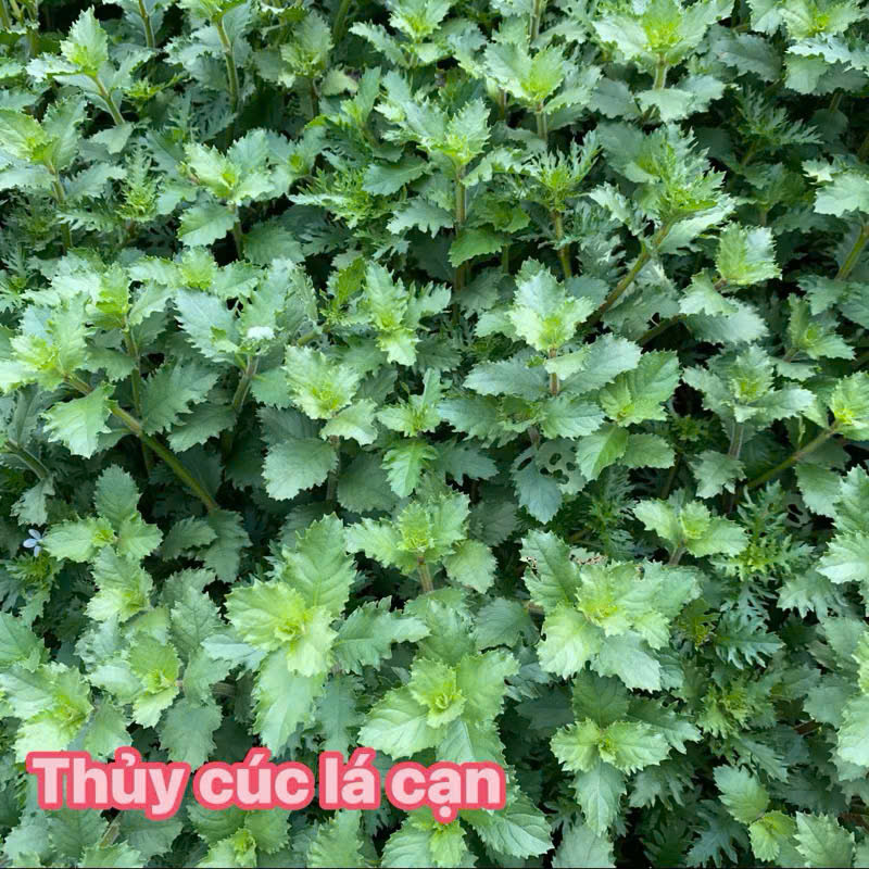 Cây thủy cúc 5 Cây thủy cúc - Ảnh 5