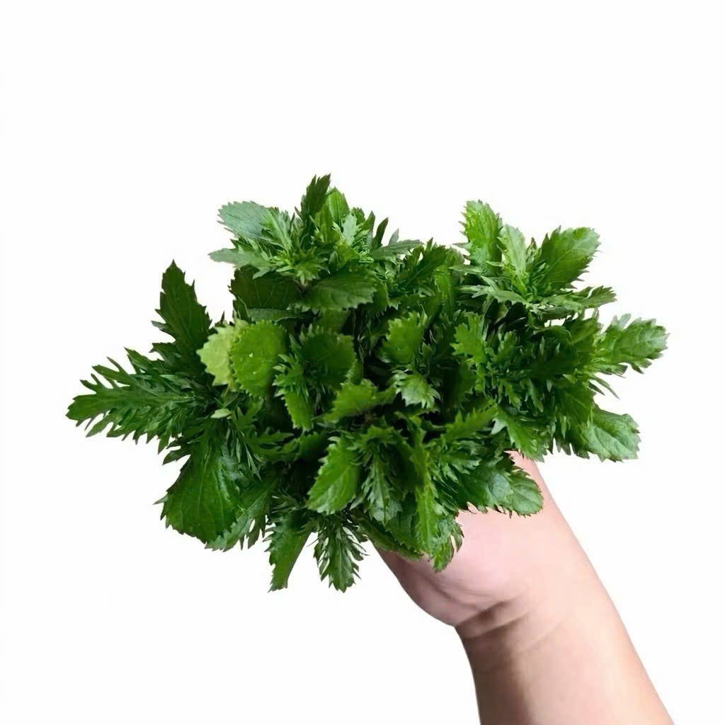 Cây thủy cúc 1 Cây thủy cúc
