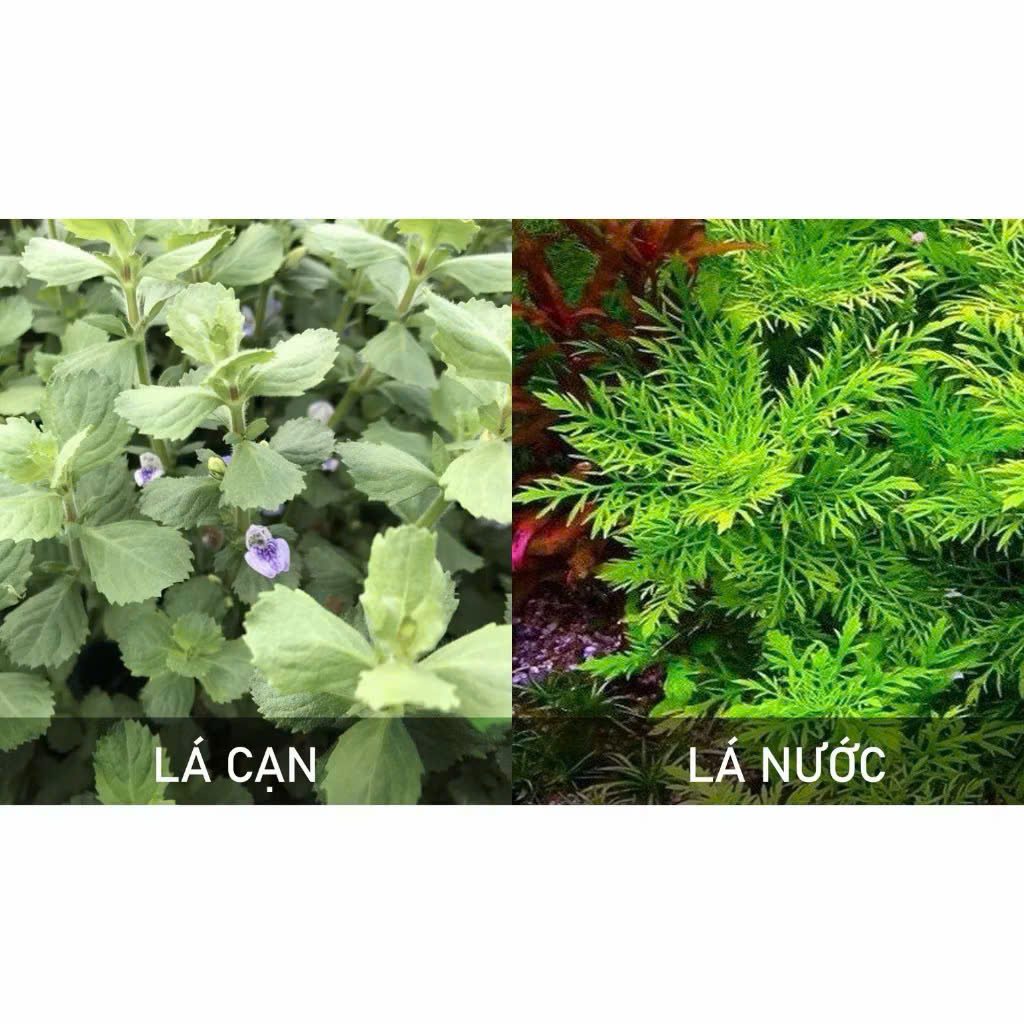 Cây thủy cúc 8 Cây thủy cúc - Ảnh 8