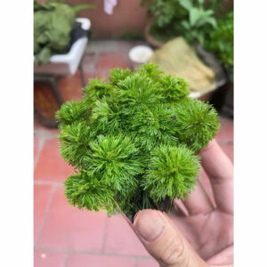Cây tiểu bảo tháp giá thể 10 cay tieu bao thap gia the 1