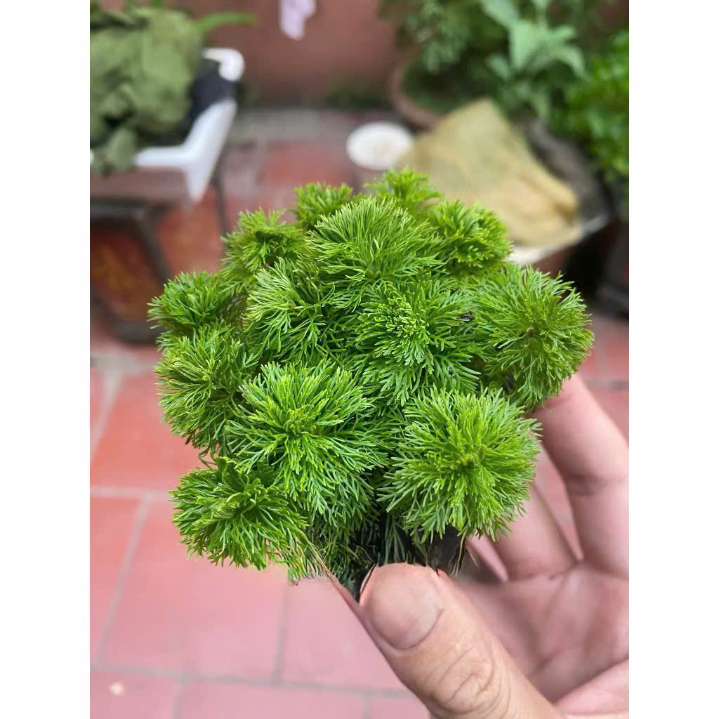 Cây tiểu bảo tháp giá thể 2 Cây tiểu bảo tháp giá thể - Ảnh 2