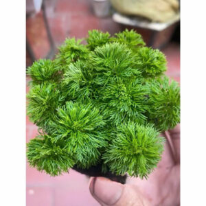 Cây tiểu bảo tháp giá thể 11 cay tieu bao thap gia the 2