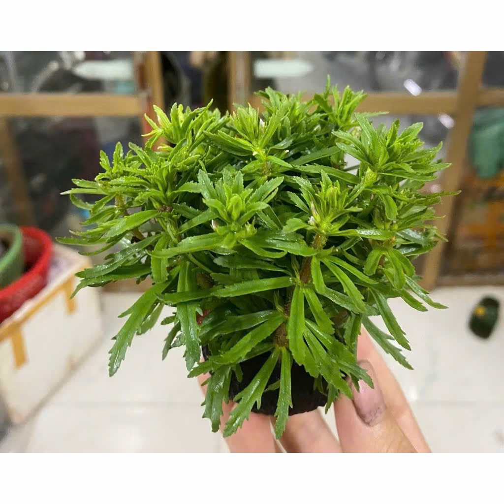 Cây tiểu bảo tháp giá thể 4 Cây tiểu bảo tháp giá thể - Ảnh 4