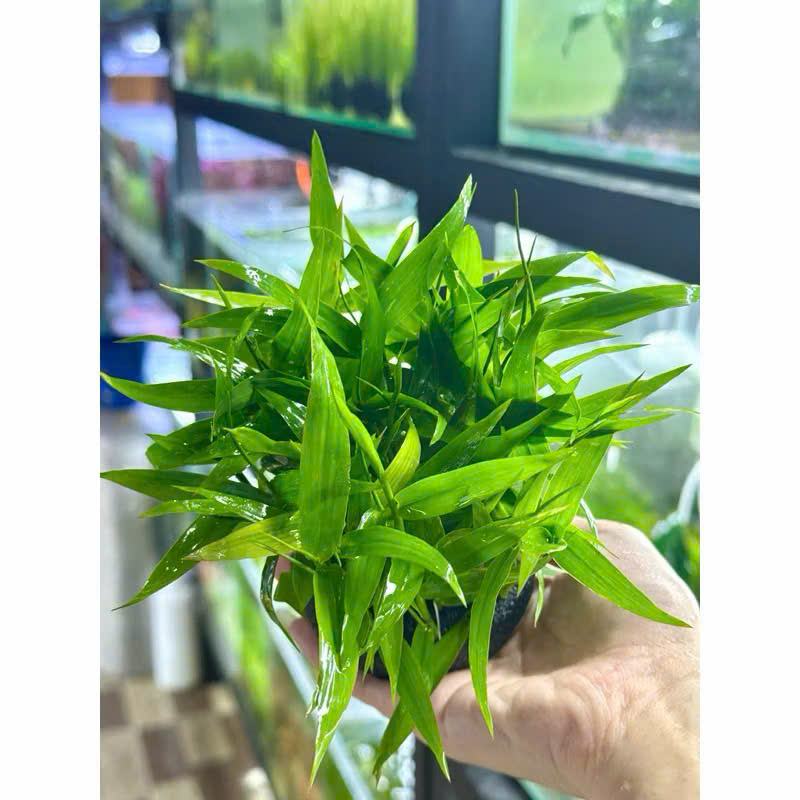 Cây tre nước giá thể 2 Cây tre nước giá thể - Ảnh 2