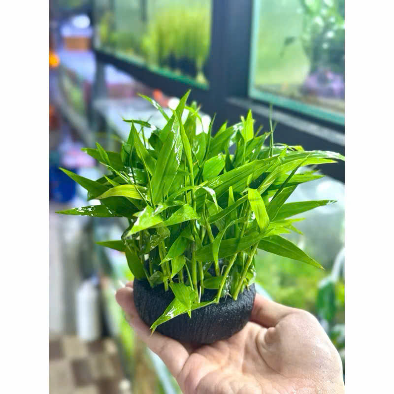 Cây tre nước giá thể 3 Cây tre nước giá thể - Ảnh 3