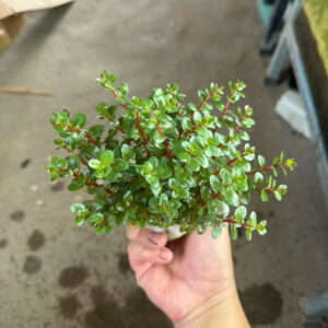 Cây vảy ốc đỏ 10 cay vay oc do 2