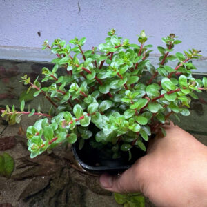 Cây vảy ốc đỏ