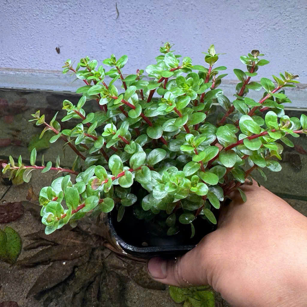 Cây vảy ốc đỏ 1 Cây vảy ốc đỏ