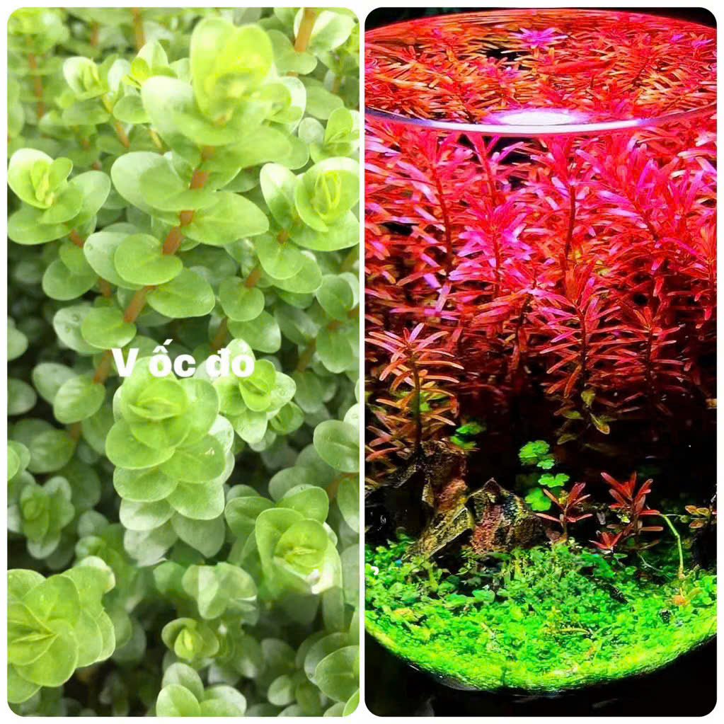 Cây vảy ốc đỏ 6 Cây vảy ốc đỏ - Ảnh 6