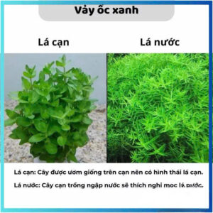 Cây vảy ốc xanh giá thể 10 cay vay oc xanh gia the