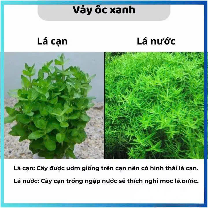 Cây vảy ốc xanh giá thể 4 Cây vảy ốc xanh giá thể - Ảnh 4