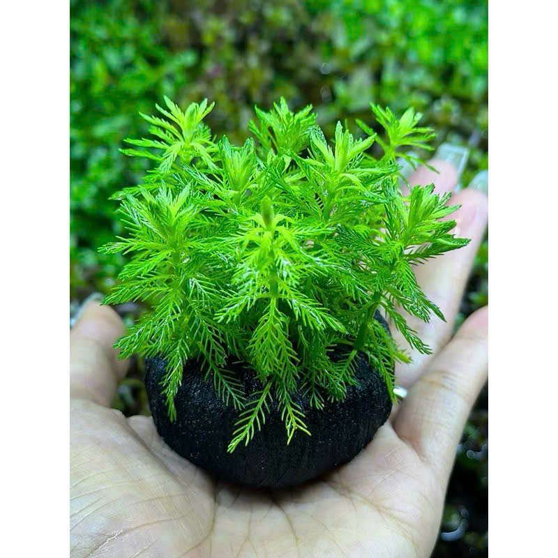 Cây xương cá giá thể 2 Cây xương cá giá thể - Ảnh 2