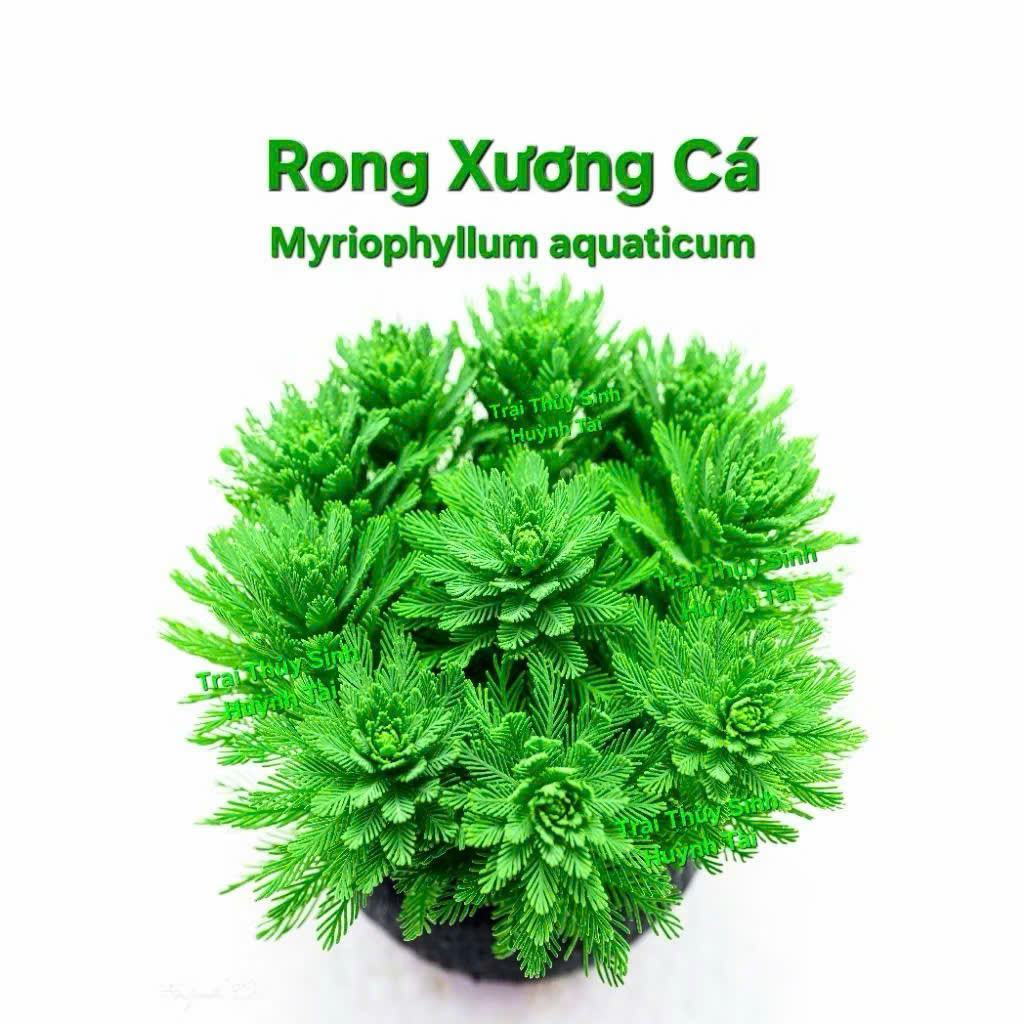 Cây xương cá giá thể 1 Cây xương cá giá thể