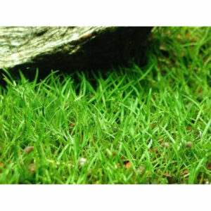Cỏ lưỡi rắn huệ nước 11 co luoi ran 1