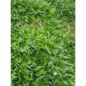 Cỏ lưỡi rắn huệ nước 12 co luoi ran 2