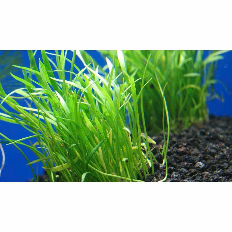 Cỏ lưỡi rắn huệ nước 7 Cỏ lưỡi rắn huệ nước - Ảnh 7