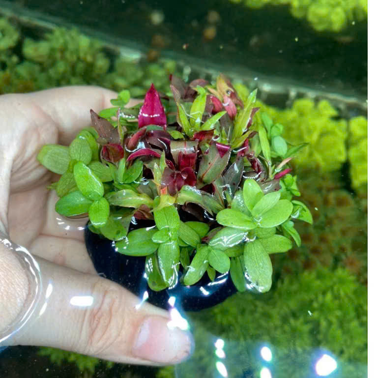 Cây đại hồng điệp mix lệ nhi giá thể 1 Cây đại hồng điệp mix lệ nhi giá thể