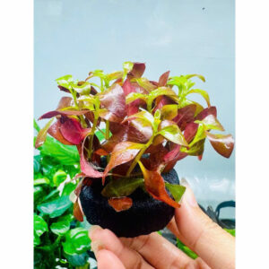 Cây diệp tài hồng lá táo giá thể 8 diep tai hong gia the 3