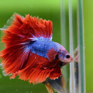 fancy betta