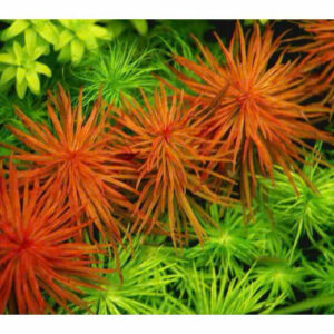 Cây hồng thái dương giá thể 11 hong thai duong gia the 2