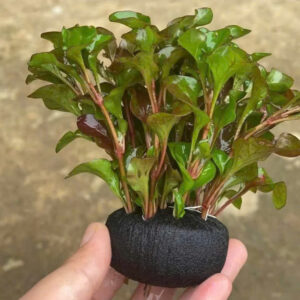 Cây hồng xoăn giá thể 7 hong xoan gia the