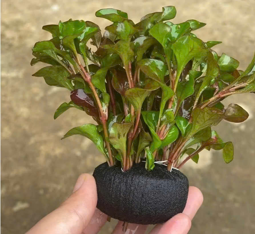 Cây hồng xoăn giá thể 4 Cây hồng xoăn giá thể - Ảnh 4