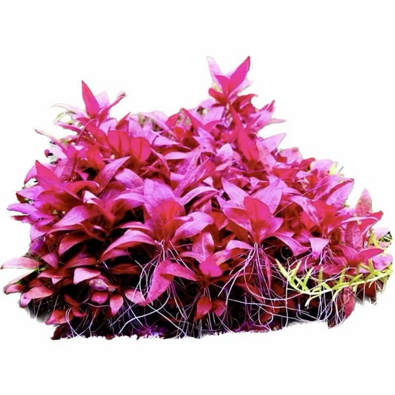 Cây huyết tâm lan 1 Cây huyết tâm lan