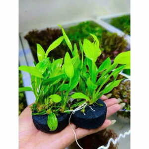 Cây lan nước giá thể