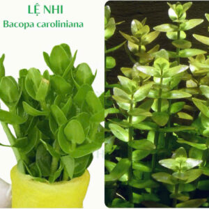 Cây lệ nhi 15 le nhi