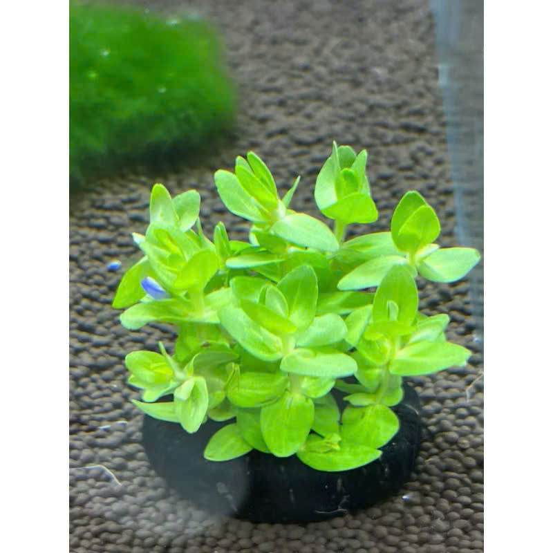 Cây lệ nhi giá thể 5 Cây lệ nhi giá thể - Ảnh 5