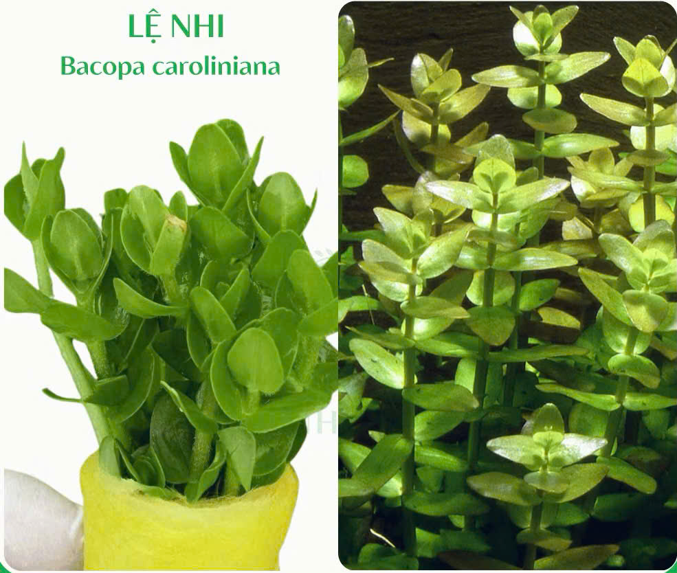 Cây lệ nhi 8 Cây lệ nhi - Ảnh 8