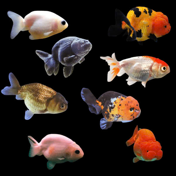 Cá ranchu mini 6 Cá ranchu mini - Ảnh 6
