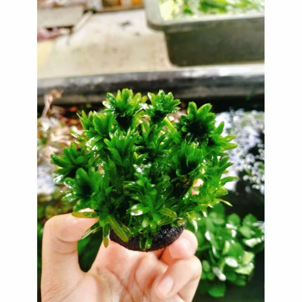Cây rong đuôi chó giá thể 1 Cây rong đuôi chó giá thể